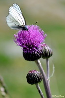 Papillon Gaze sur Chardon violet - Bonnevale